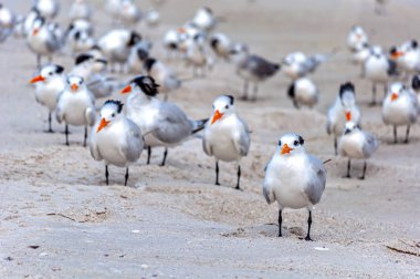 Kumsaldaki kumsalda yiyecek arayan ve güneşin altında dinlenen martılar. Bell Air Plajı, Florida, Usa.