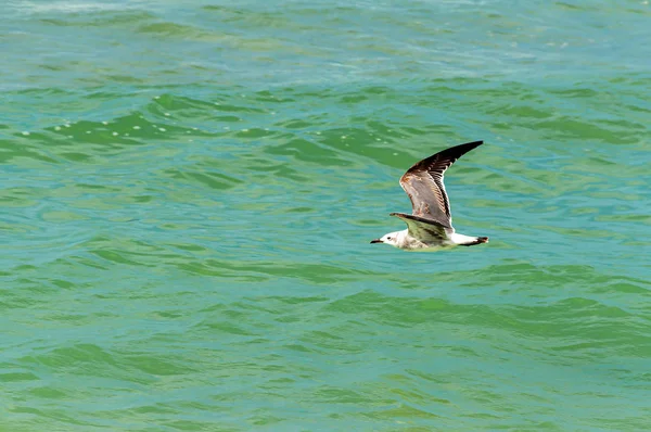 Sirály Repül Zöld Kék Víz Óceán Bell Air Beach Florida — Stock Fotó