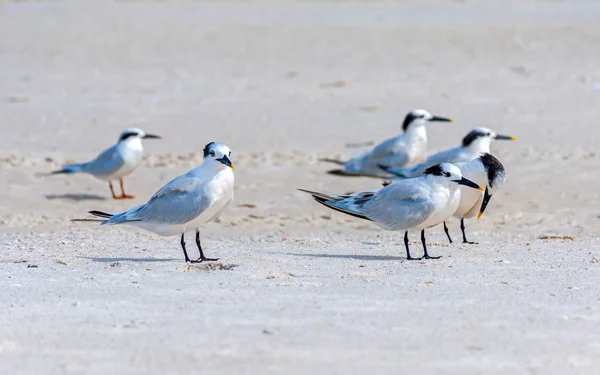 Måsar Sanden Vid Stranden Letar Efter Mat Och Kopplar Solen — Stockfoto