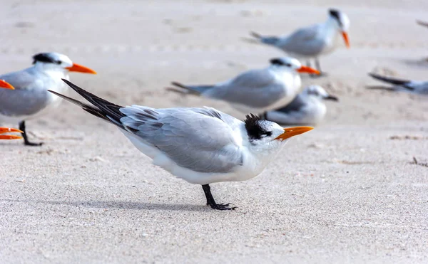 Måsar Sanden Vid Stranden Letar Efter Mat Och Kopplar Solen — Stockfoto