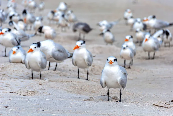 Seagulls Sand Beach Looking Food Relaxing Sun Bell Air Beach — Stock Photo, Image