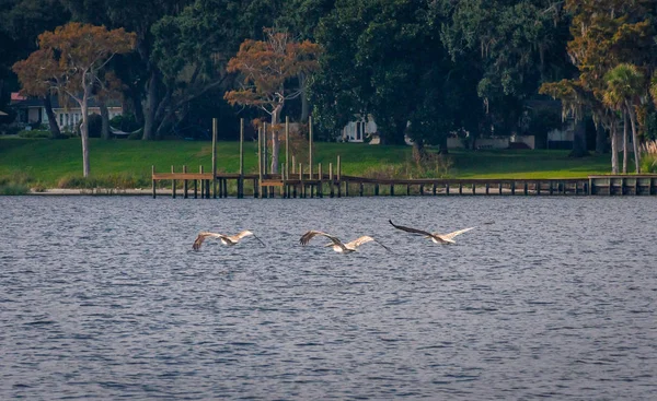Several Pelicans Flying Water John River Jacksonville Florida Usa — Stock Photo, Image