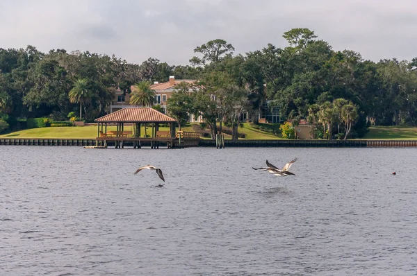 在佛罗里达州杰克逊维尔的圣约翰河上 有几只鹈鹕在水面上飞翔 — 图库照片