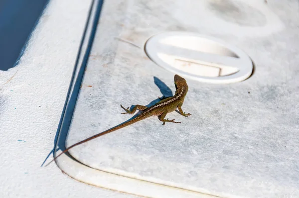 Small Brown Lizard Cooler Fishing Boat — Stock Photo, Image