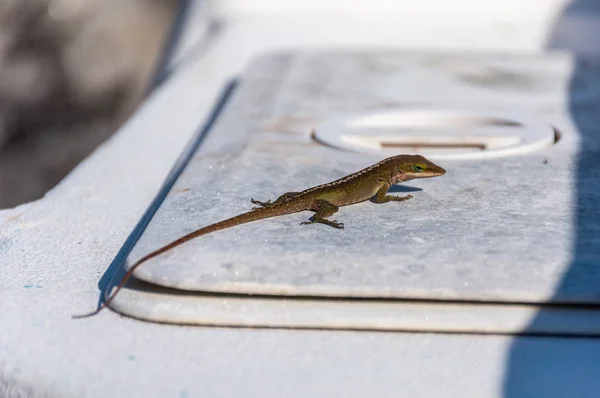 Small Brown Lizard Cooler Fishing Boat — Stock Photo, Image