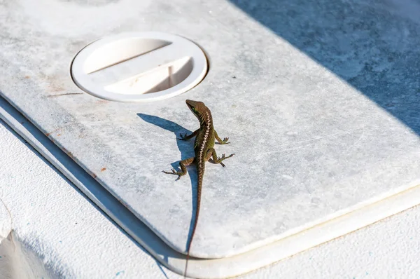 Small Brown Lizard Cooler Fishing Boat — Stock Photo, Image