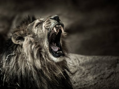 Siyah beyaz köpek portresi