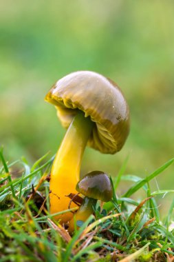 Ormanda boletus mantarı.