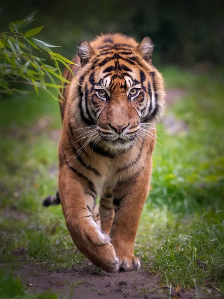 Primo Piano Una Tigre — Foto Stock