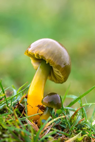 Champignon Bolet Dans Forêt — Photo