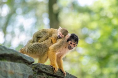 Ağaçta oturan iki maymunun yakın plan çekimi.