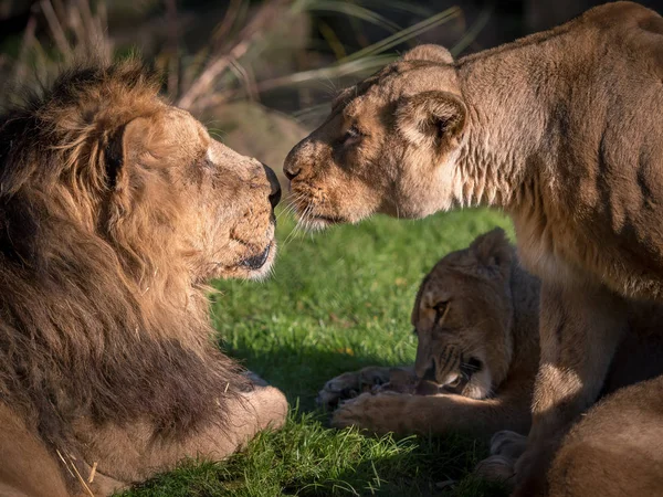 Αφρικανικά Αρσενικά Και Θηλυκά Λιοντάρια Στο Ζωολογικό Κήπο — Φωτογραφία Αρχείου
