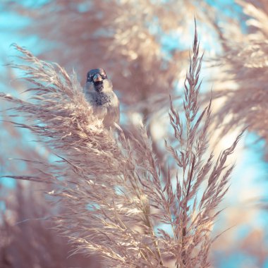 Küçük serçenin daldaki yakın çekim görüntüsü