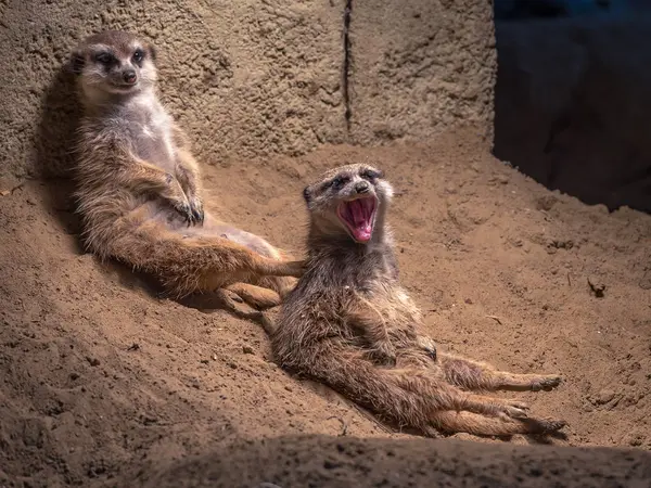 Close Shot Cute Little Meerkats Zoo — Stock Photo, Image