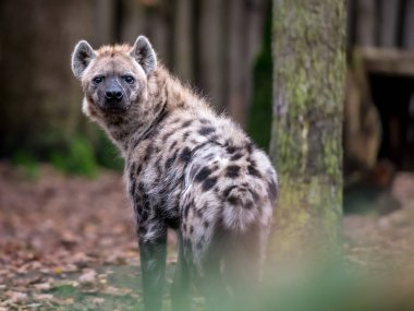 Hayvanat bahçesindeki erkek sırtlanın yakın plan çekimi.