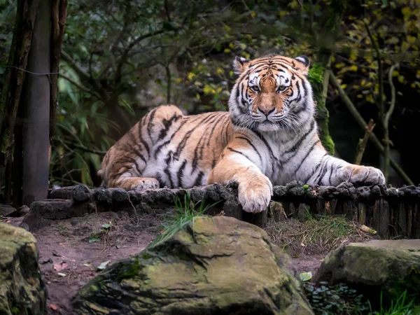 Gros Plan Tigre Reposant Dans Zoo — Photo