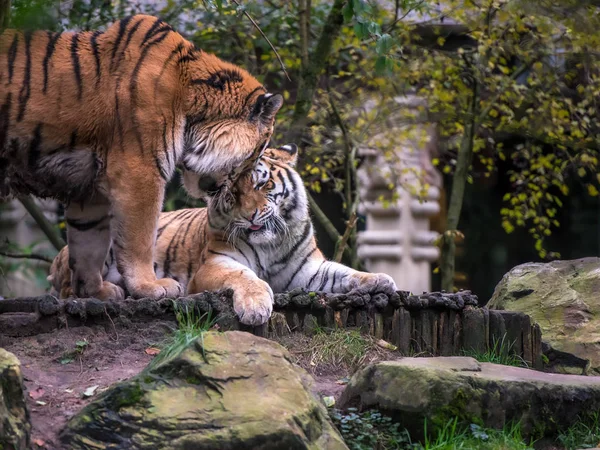 Közeli Felvétel Állatkertben Pihenő Tigrisekről — Stock Fotó
