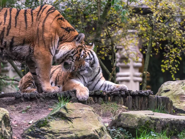 Zbliżenie Strzał Tygrysy Odpoczynku Zoo — Zdjęcie stockowe