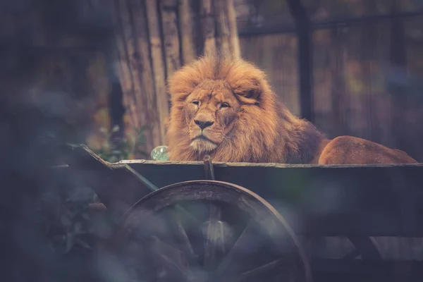 Κοντινό Πλάνο Αρσενικού Λιονταριού Στο Ζωολογικό Κήπο — Φωτογραφία Αρχείου