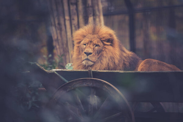 Close-up shot of male lion in zoo