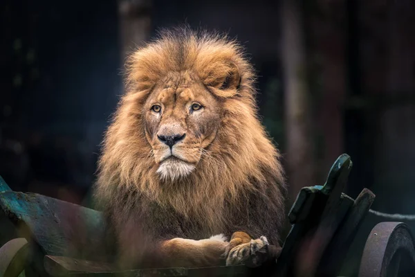 Close Shot Male Lion Zoo — ストック写真