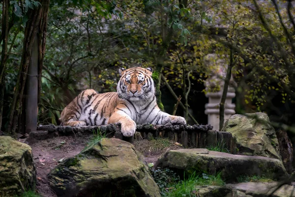 Bengal kaplanının hayvanat bahçesindeki manzarası.