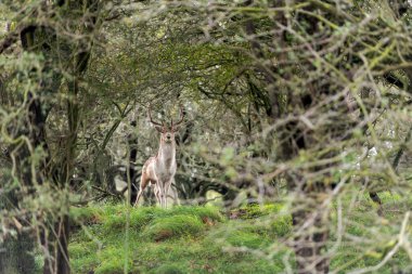 Kum tepelerinde yürüyen geyik (dama dama dama) - Hollanda