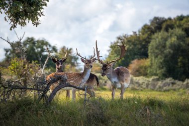 Aile Geyiği (dama dama dama) - Hollanda 'daki kum tepeleri