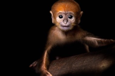 Cute monkey on blurred background clipart