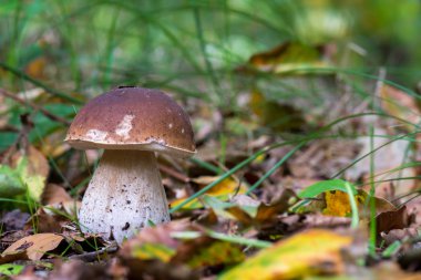 Kahverengi yenilebilir mantar boletus mantarı, ormanda denir.