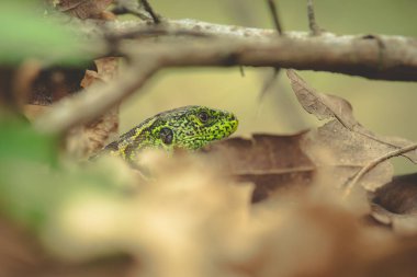 Yumuşak arkaplanda kum kertenkelesi