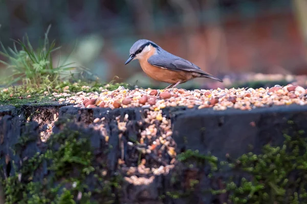 Nuthatch Euroasiático Nuthatch Madera — Foto de Stock