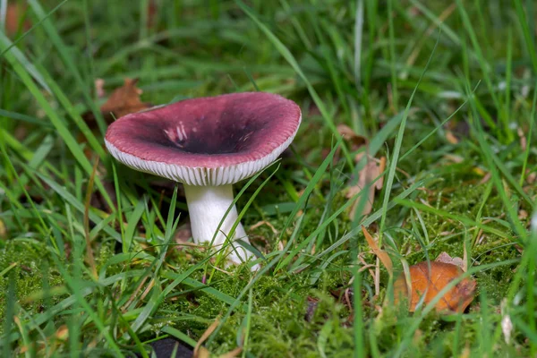 Common Russula Ground Forest — Stock Photo, Image
