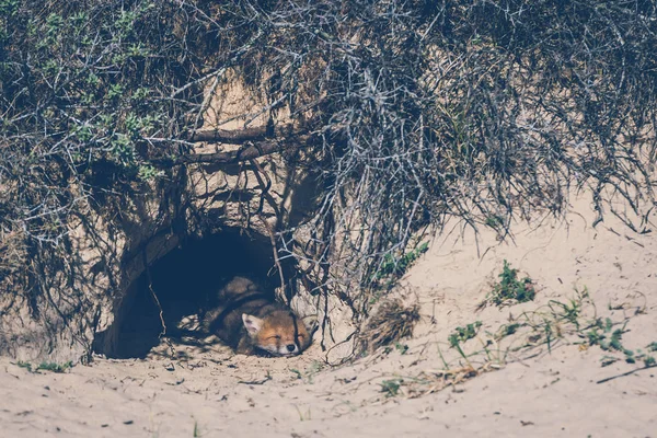 Jeune Renard Dans Trou Dans Sable — Photo