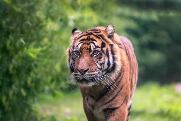 Eyes Tiger Soft Background — Stock Photo, Image