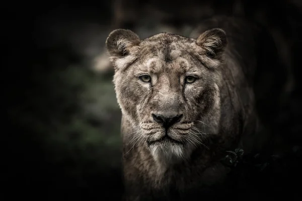Portrait Lion Asiatique Gros Plan — Photo