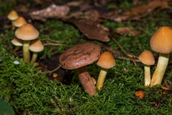 Cogumelos Chão Floresta — Fotografia de Stock