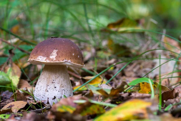 Коричневый Съедобный Гриб Называемый Boletus Edulis Лесу — стоковое фото