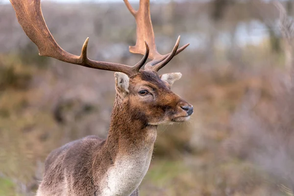 Mooie Damhert Dama Dama Zachte Achtergrond — Stockfoto