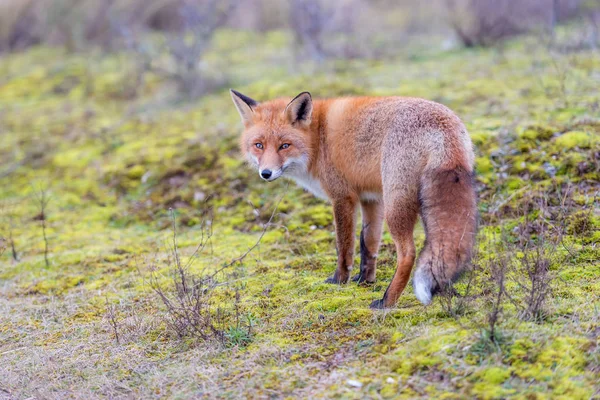 Olhos Raposa Vermelha Procura Comida Amsterdamse Waterleidingduinen Terras Baixas — Fotografia de Stock