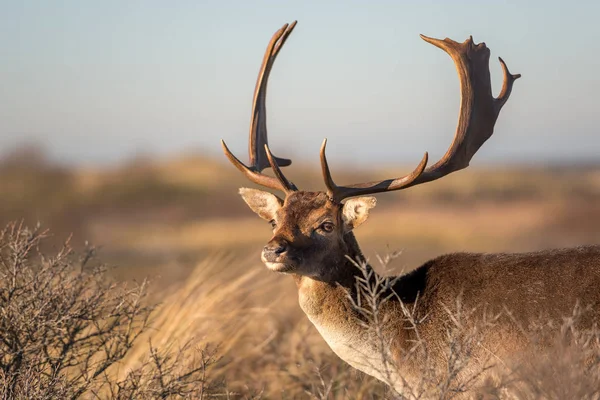 Beautiful Fallow Deer Dama Dama Soft Background — Stock Photo, Image