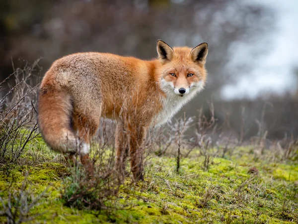 Renard Seul Dans Les Dunes Les Yeux Renard — Photo