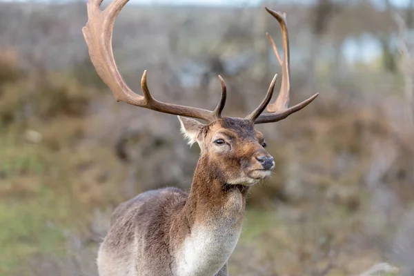 Beautiful Fallow Deer Dama Dama Soft Background — Stock Photo, Image