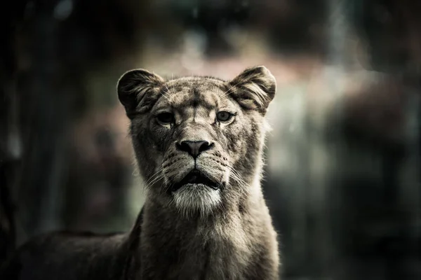 アジアライオンクローズアップ肖像画 — ストック写真