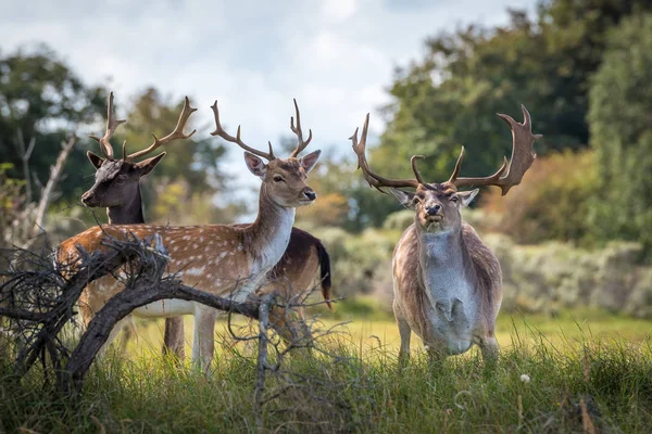 Keluarga Deer Dama Dama Bukit Pasir Belanda Stok Gambar