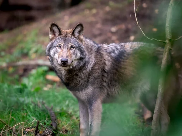 Lobo Trás Dos Arbustos Natureza Terras Baixas Imagens Royalty-Free