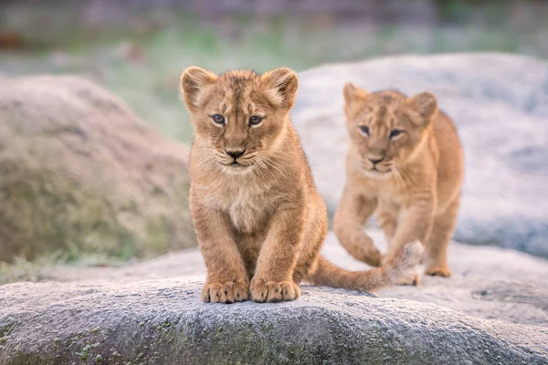 Two Playing Asiatic Young Lions Royalty Free Stock Photos