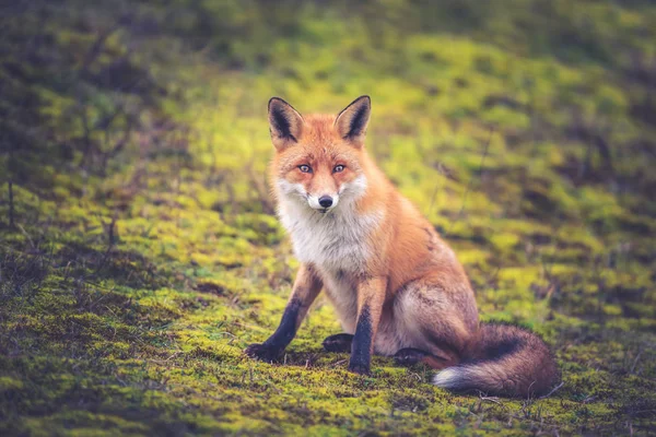 Fox Alone Dunes Eyes Fox Royalty Free Stock Images