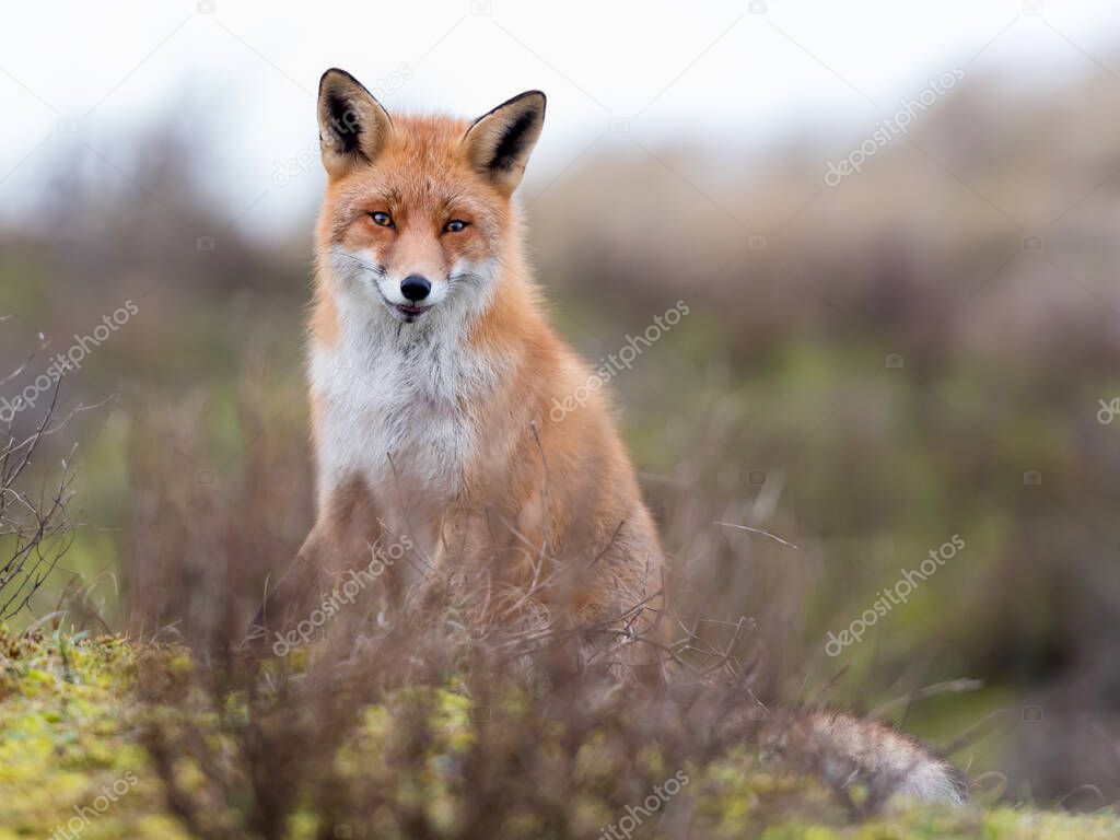 Fox alone in the dunes. Eyes of the fox