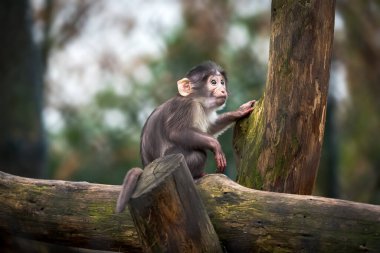 Little sooty mangabey - young monkey  clipart